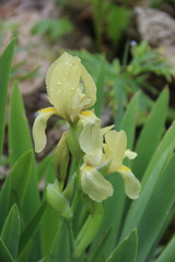 Iris imbricata