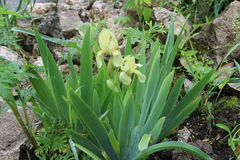 Iris imbricata