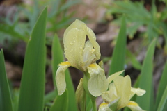 Iris imbricata