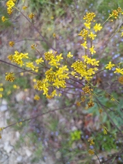 Isatis tinctoria