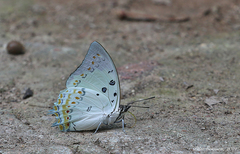 Polyura delphis