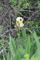 Iris × hybrida