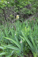Iris × hybrida
