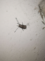 Platystomos wallacei