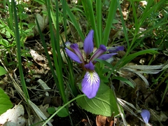 Iris pontica