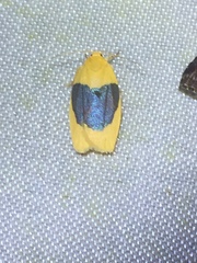 Darantasia cyanifera