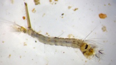 Culex annulirostris