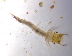 Culex annulirostris