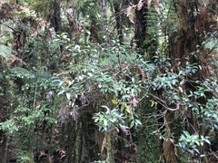 Gaultheria paniculata