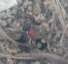 Eotrogaspidia auroguttata