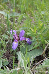 Iris pontica