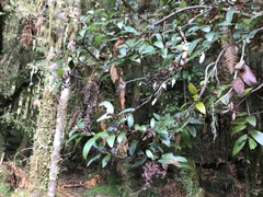 Gaultheria paniculata