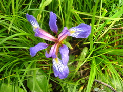 Iris pontica