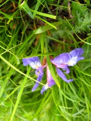 Iris pontica