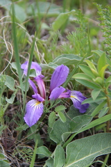 Iris pontica