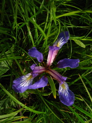 Iris pontica