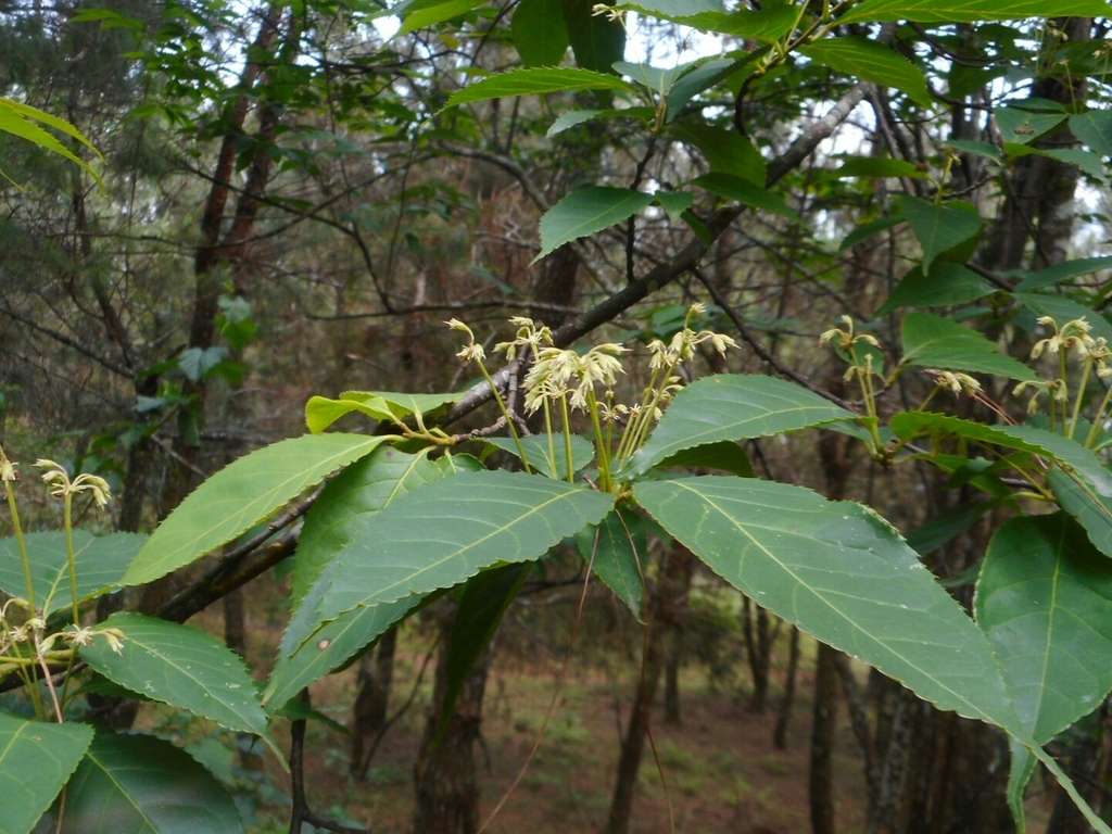 Dipentodon sinicus (Dipentodon sinicus)