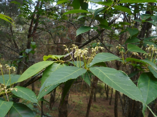 Dipentodon sinicus (Dipentodon sinicus)