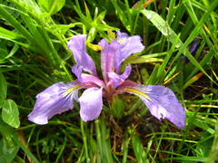 Iris pontica