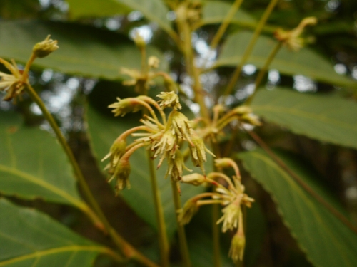 Dipentodon sinicus, photograph 2