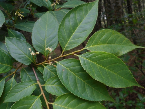 Dipentodon sinicus, photograph 4