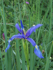 Iris notha