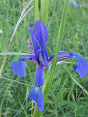 Iris notha