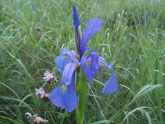 Iris notha