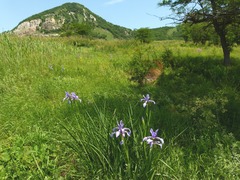 Iris notha