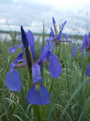 Iris notha