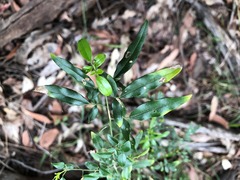 Jasminum didymum racemosum