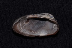 Barbatia amygdalumtostum