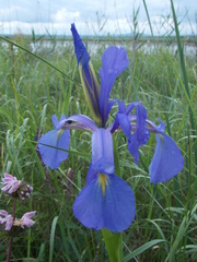 Iris notha