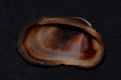 Barbatia amygdalumtostum