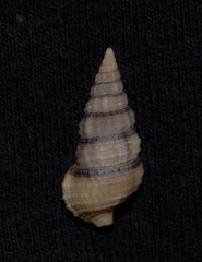 Cerithium zonatum