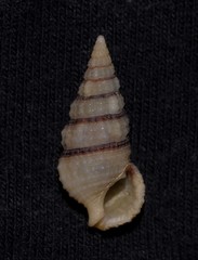 Cerithium zonatum