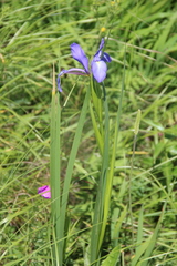 Iris notha
