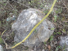 Selenicereus spinulosus