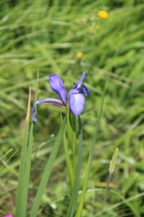 Iris notha