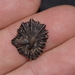 Flat False Limpet - Photo (c) Nick Lambert, some rights reserved (CC BY-NC-SA), uploaded by Nick Lambert