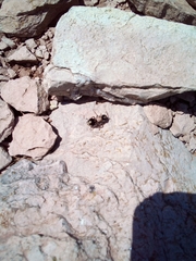 Ronisia barbarula
