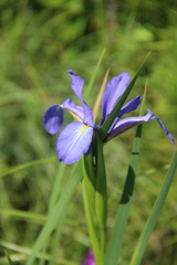 Iris notha