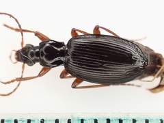 Platynina