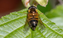 Epistrophe eligans