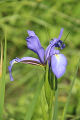 Iris notha