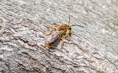 Andrena