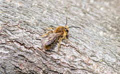 Andrena