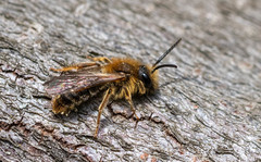 Andrena