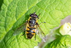 Myathropa florea