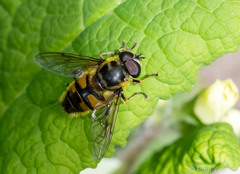 Myathropa florea